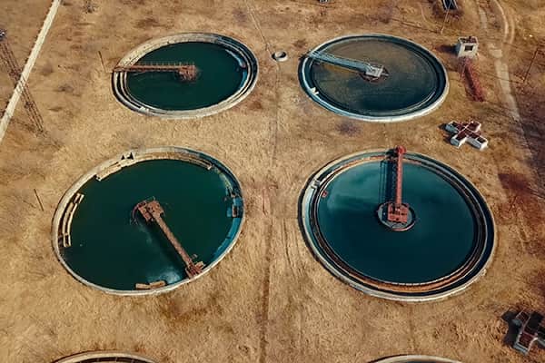 Using Mussels and Other Organisms to Clean Bodies of Water