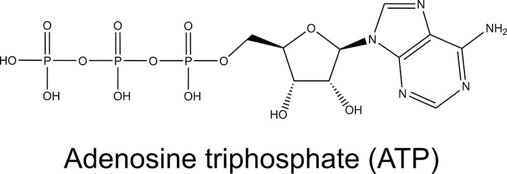 ATP, Water Treatment, and Fireflies?