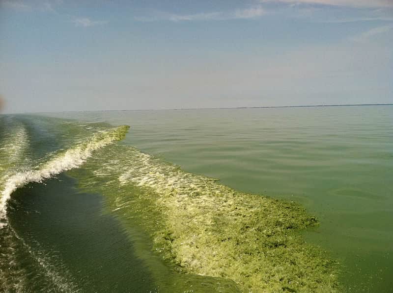 Toxic Blooms and Public Health
